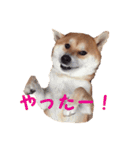 柴犬いち（個別スタンプ：22）