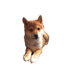 柴犬いち（個別スタンプ：24）