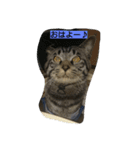 k.k.Tabby（個別スタンプ：1）