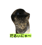 k.k.Tabby（個別スタンプ：2）