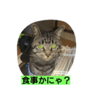 k.k.Tabby（個別スタンプ：3）