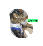 k.k.Tabby（個別スタンプ：4）