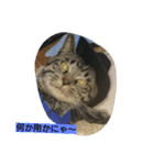 k.k.Tabby（個別スタンプ：5）