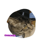 k.k.Tabby（個別スタンプ：6）