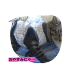 k.k.Tabby（個別スタンプ：8）
