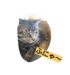 k.k.Tabby（個別スタンプ：11）