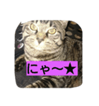 k.k.Tabby（個別スタンプ：13）