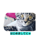 k.k.Tabby（個別スタンプ：14）