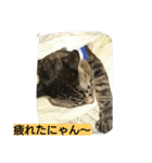 k.k.Tabby（個別スタンプ：15）