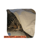k.k.Tabby（個別スタンプ：16）