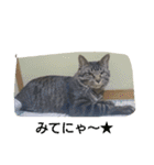 k.k.Tabby（個別スタンプ：18）