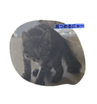 k.k.Tabby（個別スタンプ：19）
