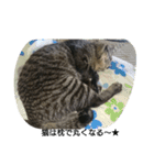 k.k.Tabby（個別スタンプ：20）