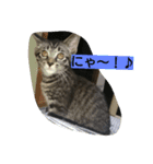 k.k.Tabby（個別スタンプ：22）