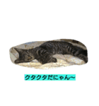 k.k.Tabby（個別スタンプ：24）
