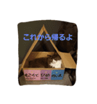 mokihime（個別スタンプ：1）