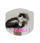 mokihime（個別スタンプ：7）