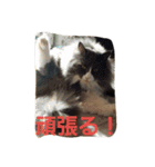 mokihime（個別スタンプ：17）