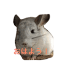我が家のチンチラ2（個別スタンプ：1）
