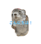 我が家のチンチラ2（個別スタンプ：2）