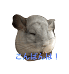 我が家のチンチラ2（個別スタンプ：3）