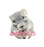 我が家のチンチラ2（個別スタンプ：6）