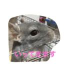 我が家のチンチラ2（個別スタンプ：8）