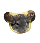 我が家のチンチラ2（個別スタンプ：10）