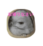 我が家のチンチラ2（個別スタンプ：11）