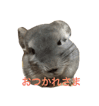 我が家のチンチラ2（個別スタンプ：12）