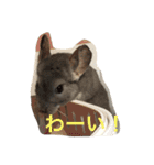 我が家のチンチラ2（個別スタンプ：14）