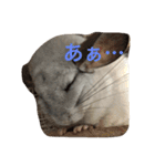 我が家のチンチラ2（個別スタンプ：15）