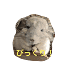 我が家のチンチラ2（個別スタンプ：17）
