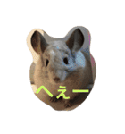我が家のチンチラ2（個別スタンプ：19）
