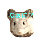 我が家のチンチラ2（個別スタンプ：21）