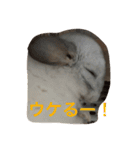 我が家のチンチラ2（個別スタンプ：25）