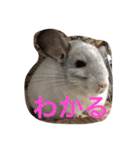 我が家のチンチラ2（個別スタンプ：27）