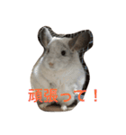 我が家のチンチラ2（個別スタンプ：29）