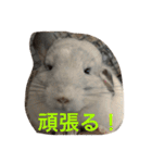 我が家のチンチラ2（個別スタンプ：31）