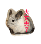 我が家のチンチラ2（個別スタンプ：33）