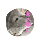 我が家のチンチラ2（個別スタンプ：34）