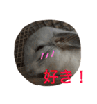 我が家のチンチラ2（個別スタンプ：35）