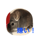 我が家のチンチラ2（個別スタンプ：36）