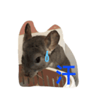 我が家のチンチラ2（個別スタンプ：38）