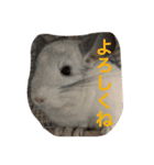 我が家のチンチラ2（個別スタンプ：39）