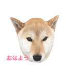 くーちゃんすたんぷ（個別スタンプ：1）