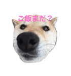 くーちゃんすたんぷ（個別スタンプ：4）
