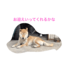 くーちゃんすたんぷ（個別スタンプ：7）