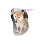 くーちゃんすたんぷ（個別スタンプ：9）