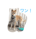 くーちゃんすたんぷ（個別スタンプ：13）